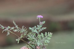 Cyathocline purpurea